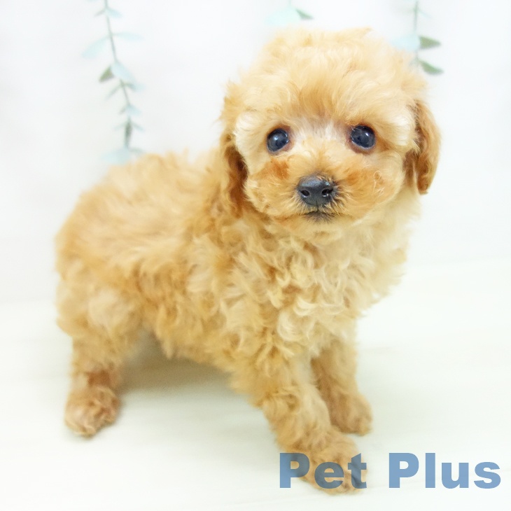 トイ・プードル