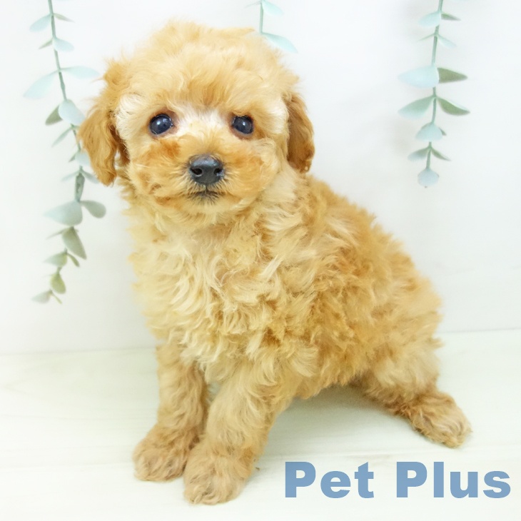 トイ・プードルの写真2