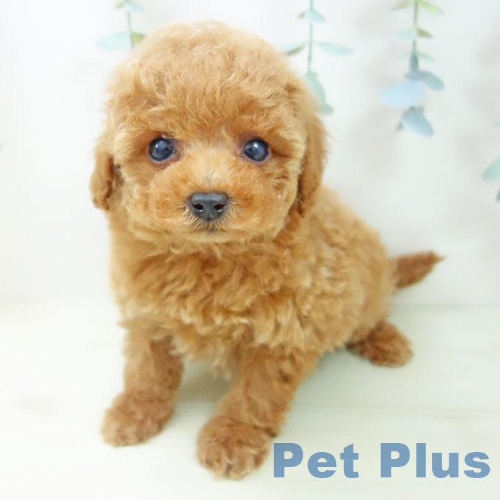 トイ・プードル