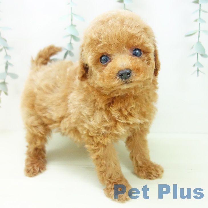 トイ・プードルの写真2