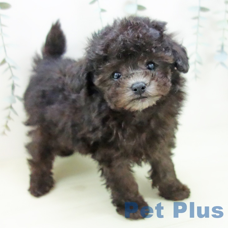 トイ・プードル