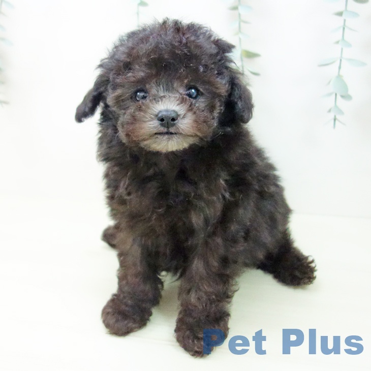 トイ・プードルの写真2