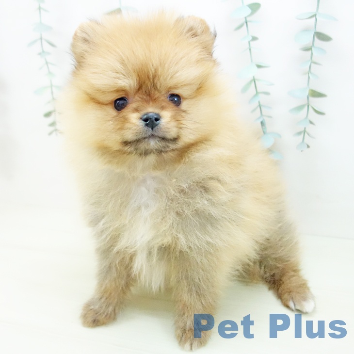 ポメラニアンの写真2