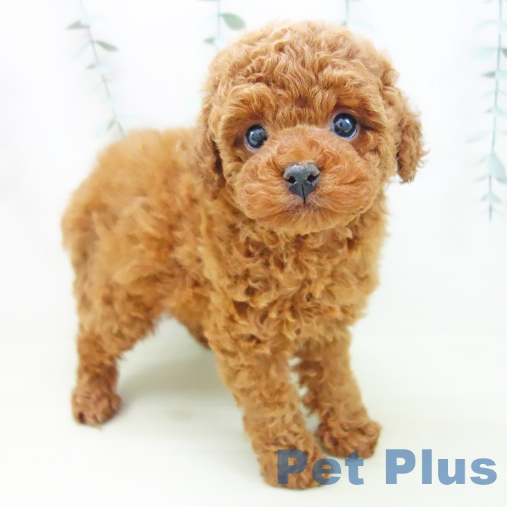 トイ・プードル