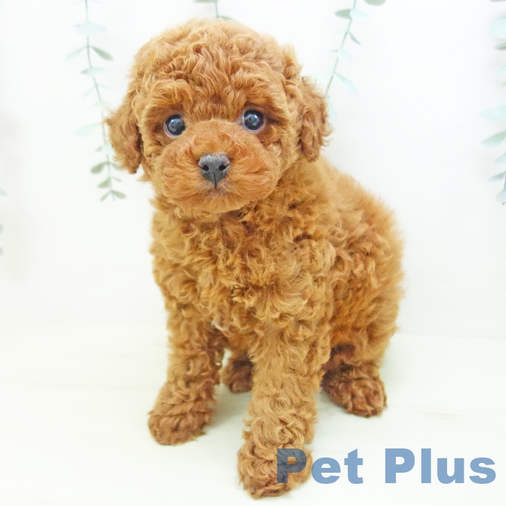 トイ・プードルの写真2