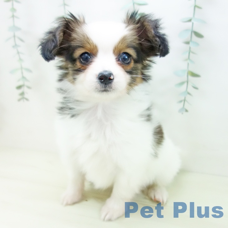 パピヨンの写真2