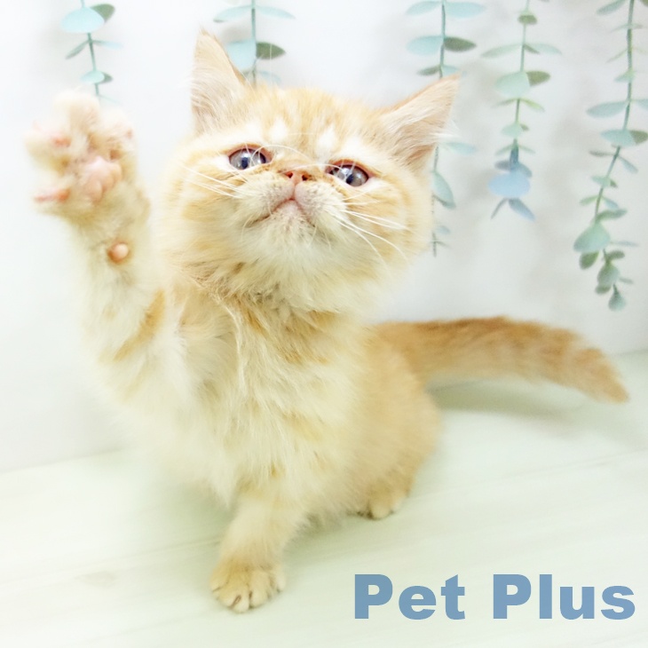 エキゾチックの写真2