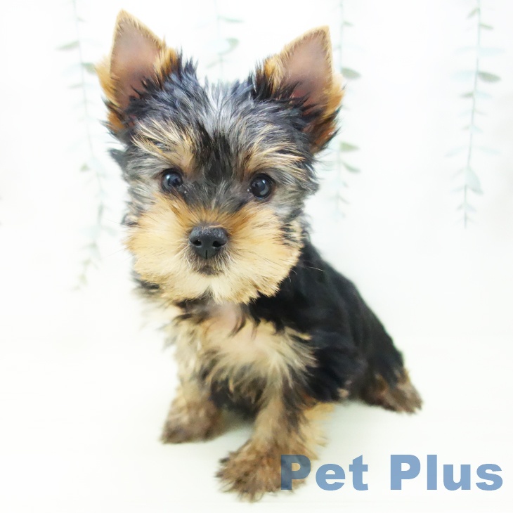 ヨークシャー・テリア