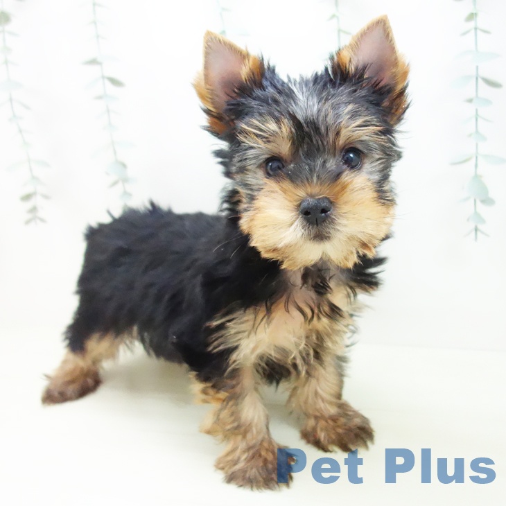 ヨークシャー・テリアの写真2