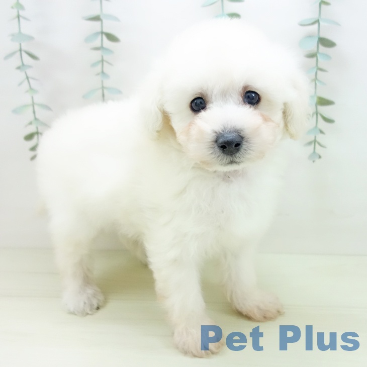 トイ・プードル