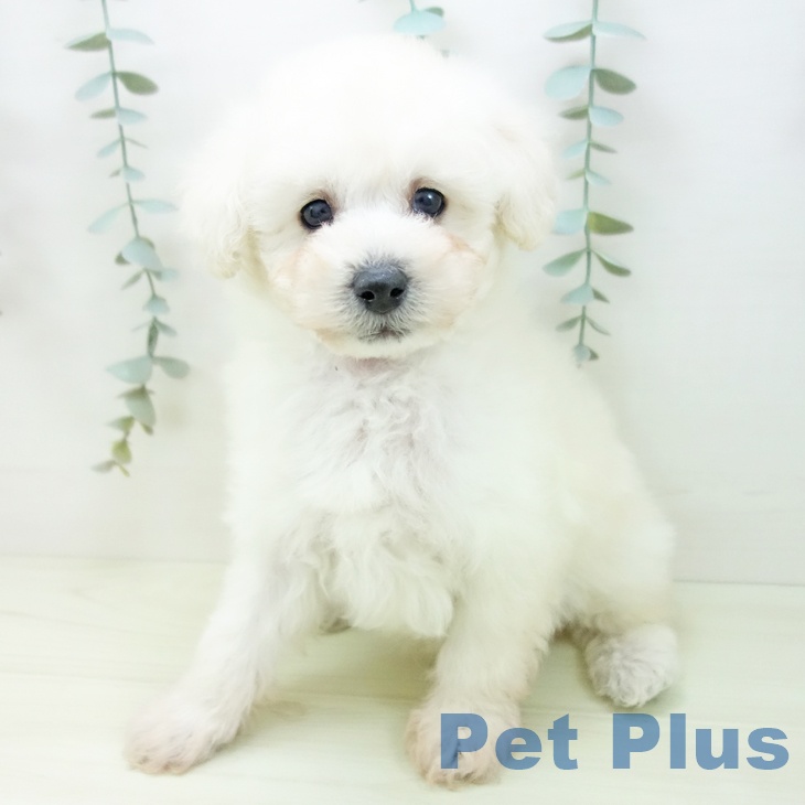 トイ・プードルの写真2