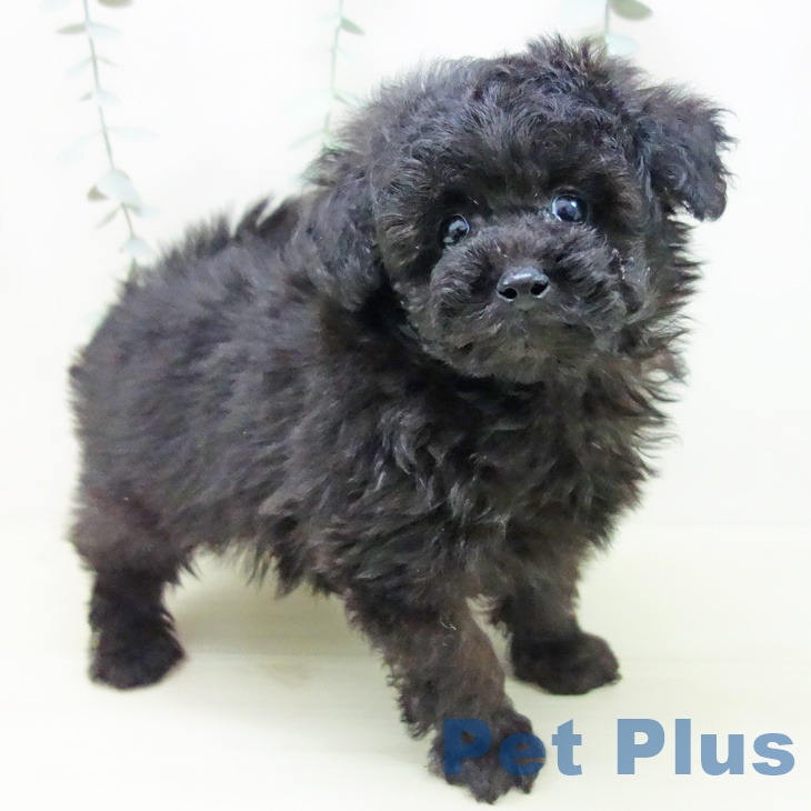 トイ・プードル