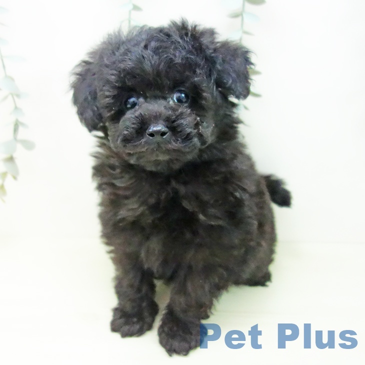 トイ・プードルの写真2