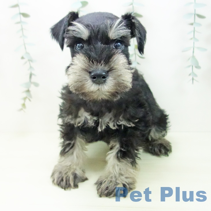 ミニチュア・シュナウザー