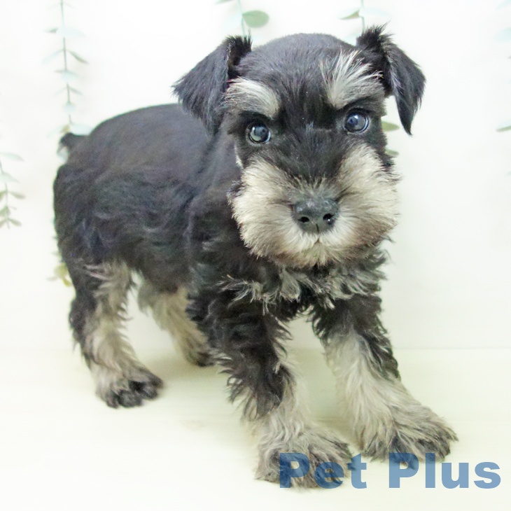 ミニチュア・シュナウザーの写真2