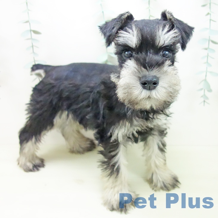 ミニチュア・シュナウザー