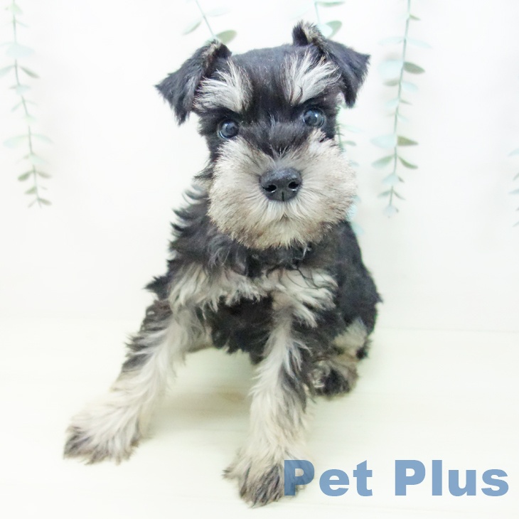 ミニチュア・シュナウザーの写真2