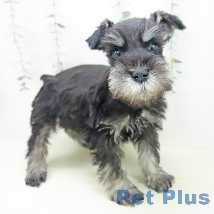 ミニチュア・シュナウザー