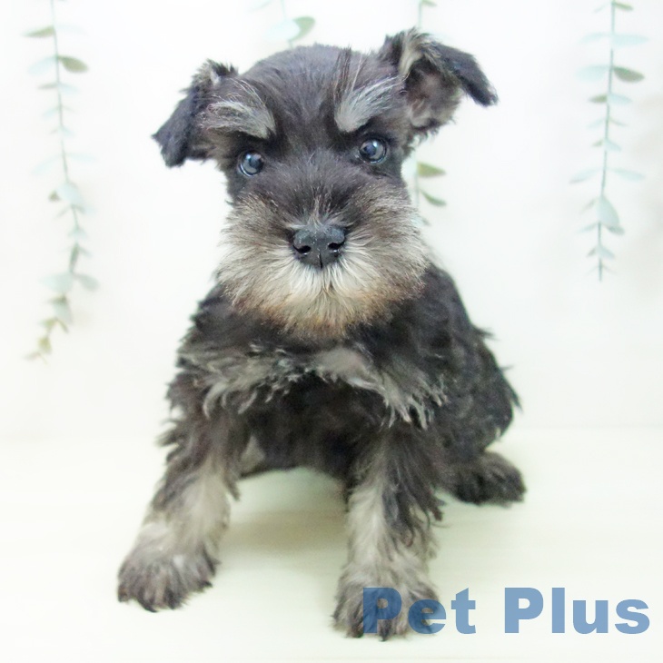 ミニチュア・シュナウザーの写真2