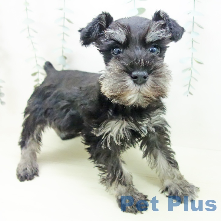 ミニチュア・シュナウザー