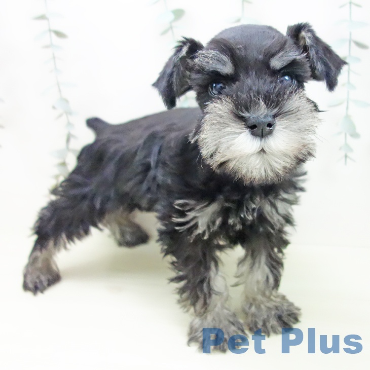 ミニチュア・シュナウザー