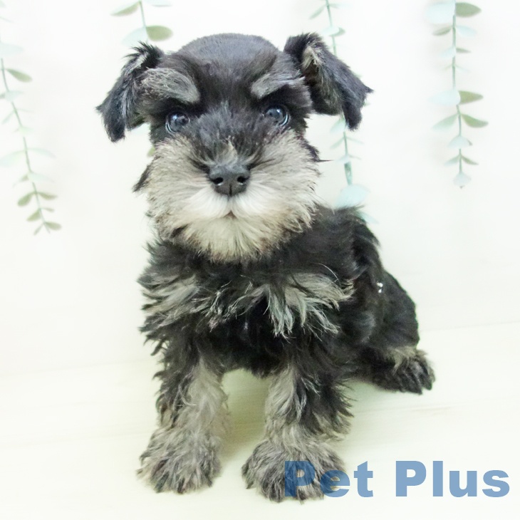 ミニチュア・シュナウザーの写真2