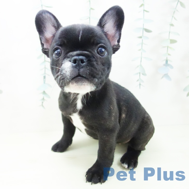 フレンチ・ブルドッグ