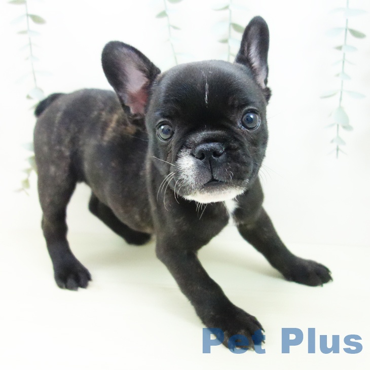 フレンチ・ブルドッグの写真2