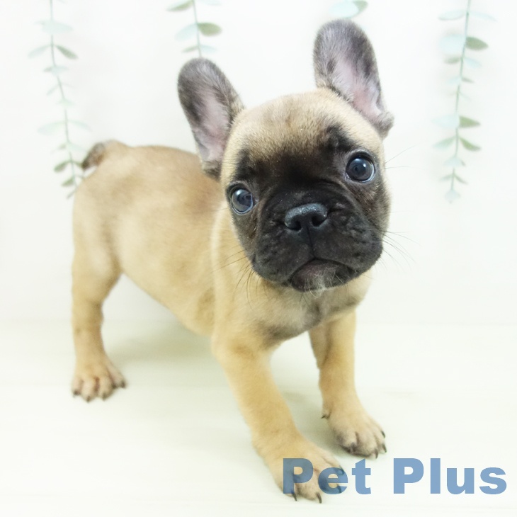 フレンチ・ブルドッグ