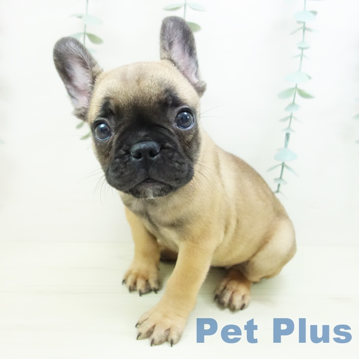 フレンチ・ブルドッグ