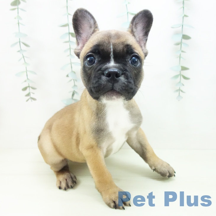 フレンチ・ブルドッグ