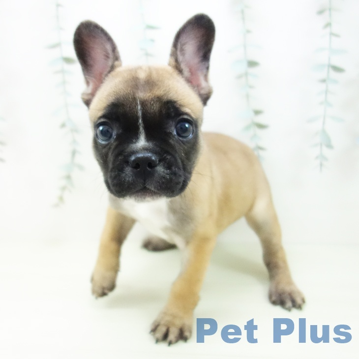 フレンチ・ブルドッグの写真2