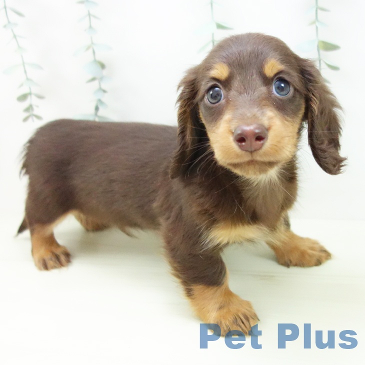 ミニチュア・ダックスフンド