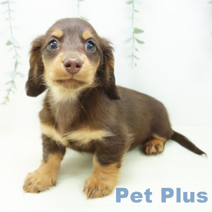 ミニチュア・ダックスフンドの写真2