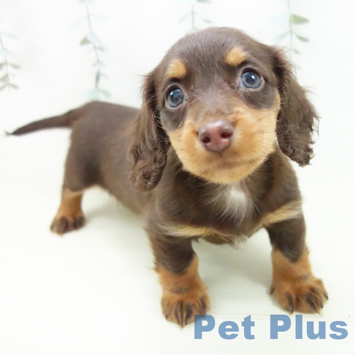 ミニチュア・ダックスフンド