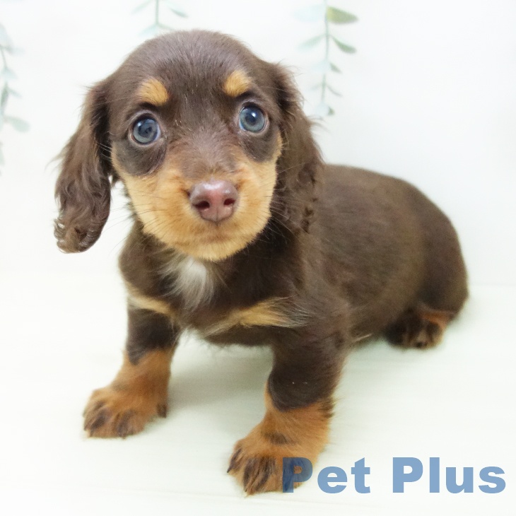 ミニチュア・ダックスフンドの写真2