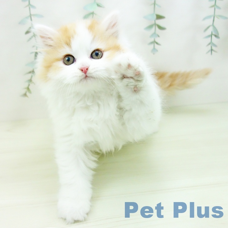 サイベリアンの写真2