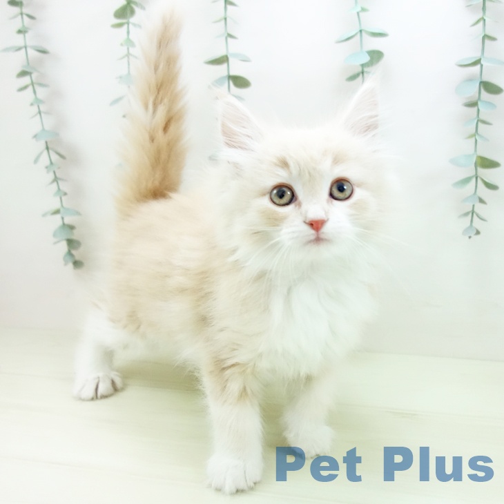 ノルウェージャンフォレストキャット