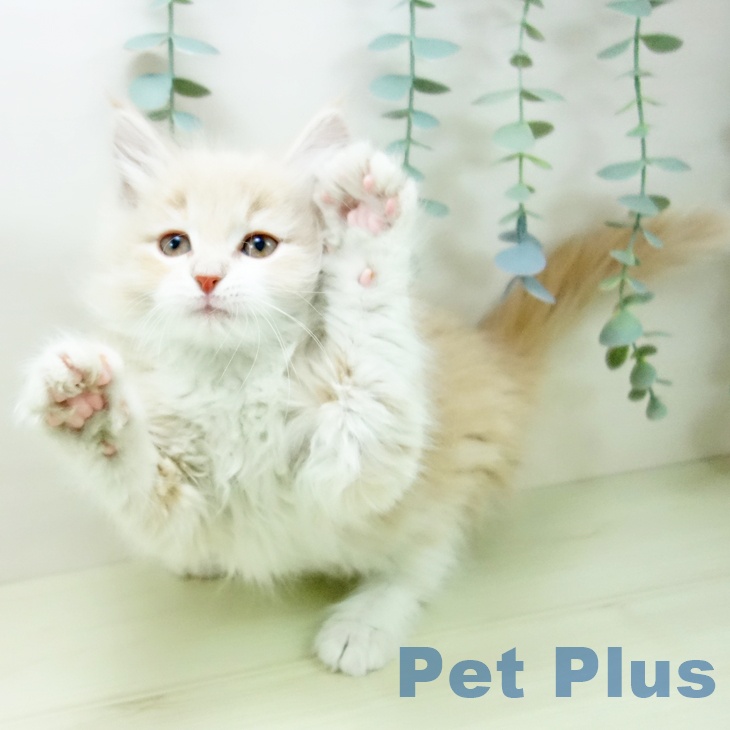 ノルウェージャンフォレストキャットの写真2