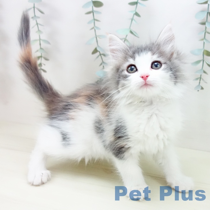 ノルウェージャンフォレストキャット