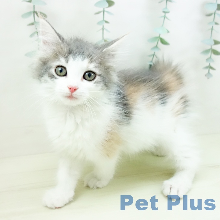 ノルウェージャンフォレストキャットの写真2