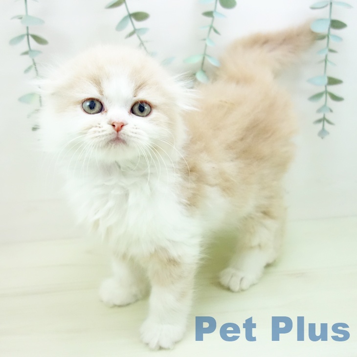 スコティッシュフォールド