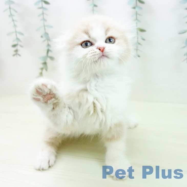 スコティッシュフォールドの写真2