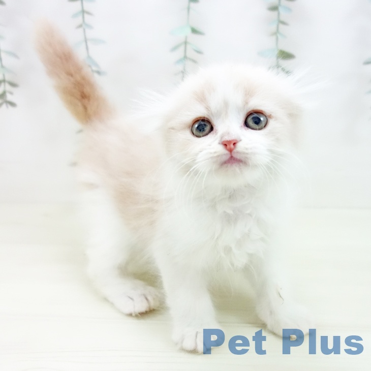 スコティッシュフォールド