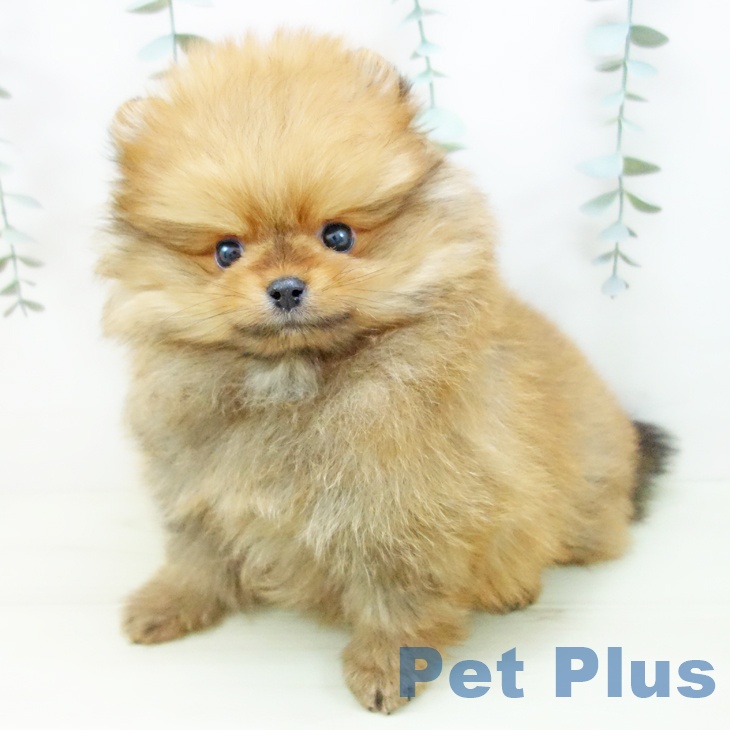 ポメラニアン