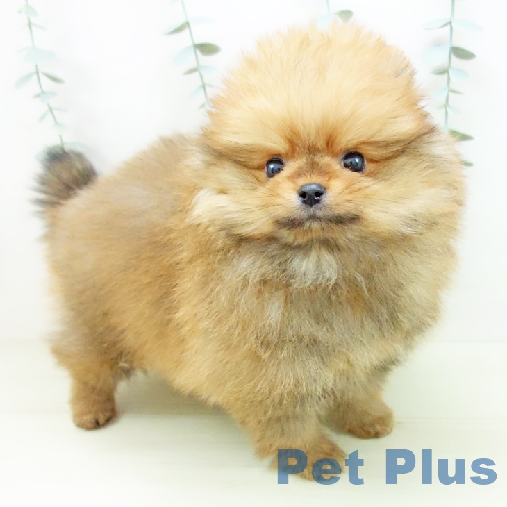 ポメラニアンの写真2