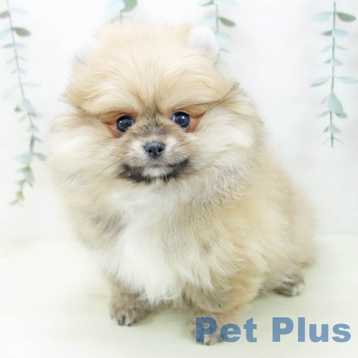 ポメラニアンの写真2