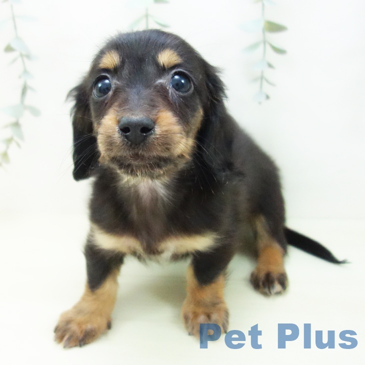 ミニチュア・ダックスフンドの写真2