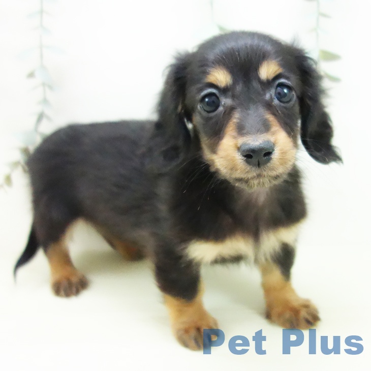 ミニチュア・ダックスフンド