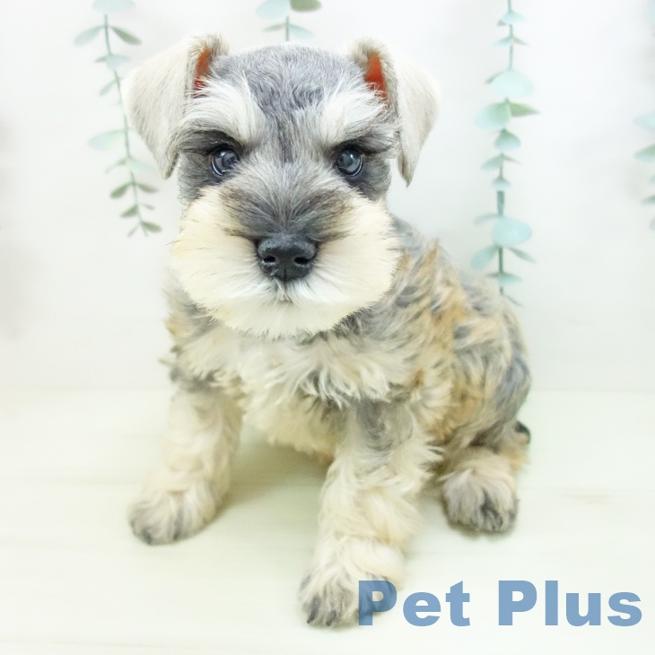 ミニチュア・シュナウザーの写真2